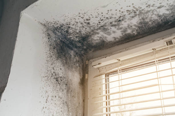 Affordable Commercial Mold Remediation solutions in Lexington, VA